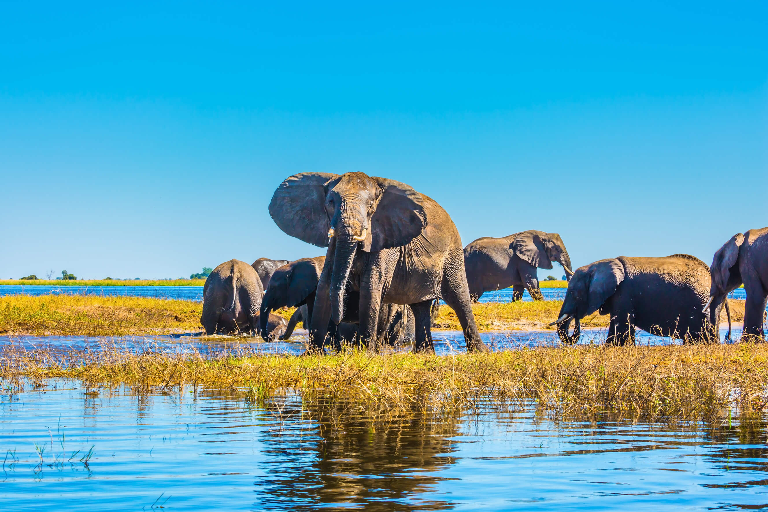 Gibt es zu viele Elefanten? Botswana und das Elefantengeschenk